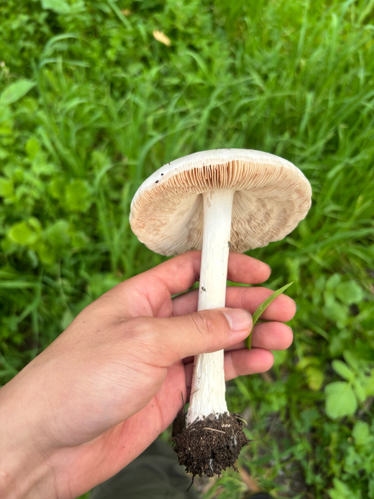 Volvopluteus gloiocephalus · February 2026 · photo: © laiet17 (iNaturalist, CC)
