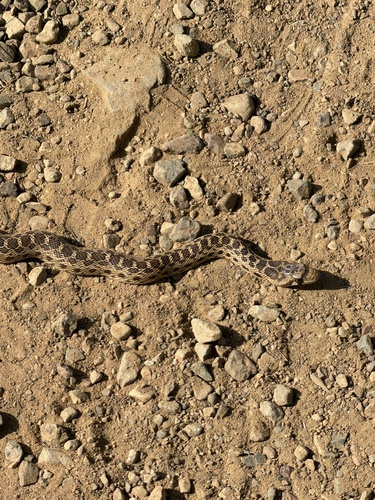 Gopher Snake