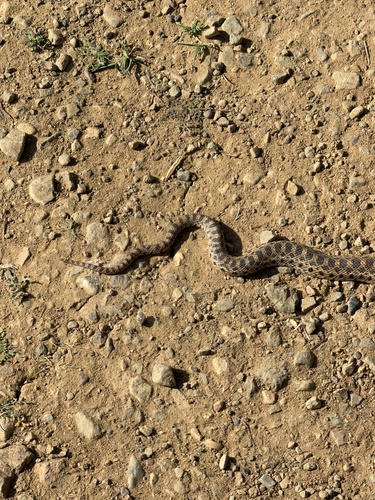 Gopher Snake
