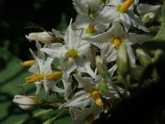 Solanum torvum