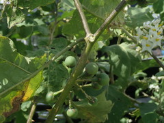 Solanum torvum