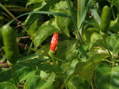 Capsicum frutescens