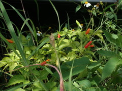 Capsicum frutescens