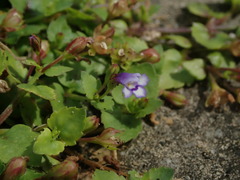 Torenia crustacea