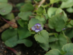 Torenia crustacea