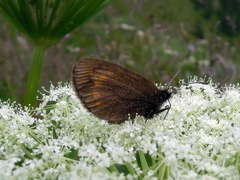 Erebia pharte