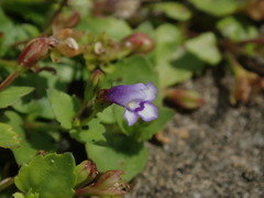 Torenia crustacea