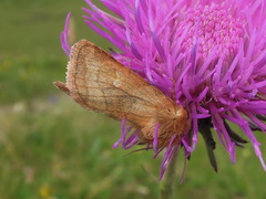 Eriopygodes imbecilla