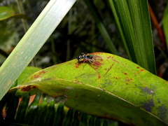 Orsima ichneumon
