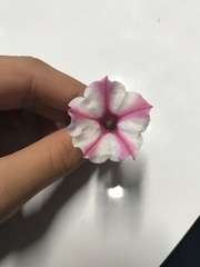 Petunia × atkinsiana