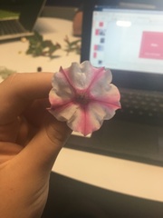 Petunia × atkinsiana