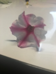 Petunia × atkinsiana