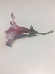 Petunia × atkinsiana