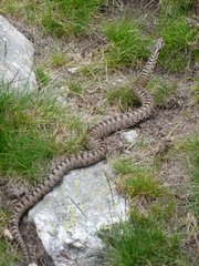Vipera berus bosniensis