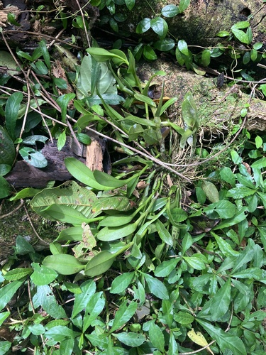 Epidendrum boricuarum Hágsater & L.Sánchez