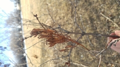 Syringa hyacinthiflora