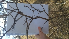 Syringa hyacinthiflora