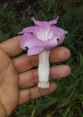 Bignonia