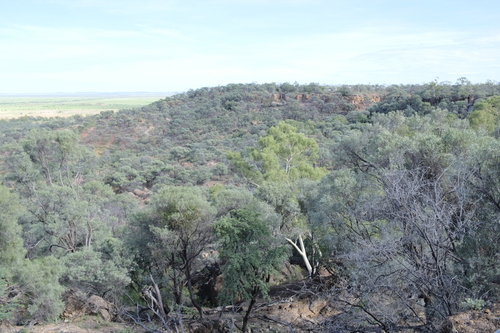 catkin wattle (Acacia julifera)