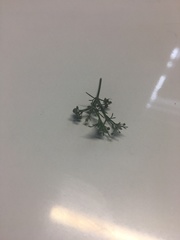 Cyclospermum