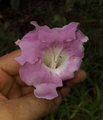 Bignonia