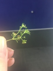 Cyclospermum