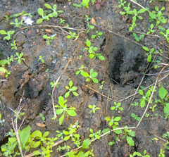 Odocoileus virginianus sinaloae