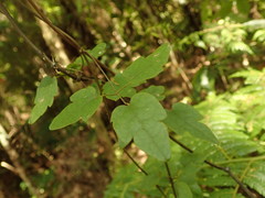 Clematis cunninghamii