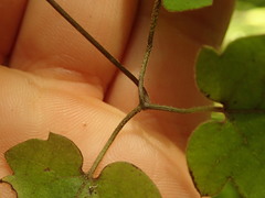 Clematis cunninghamii
