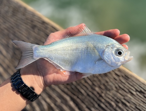 Silver surfperch (Hyperprosopon ellipticum) — Embiotocidae — 4