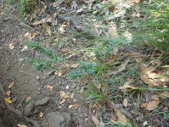 Pimelea tomentosa