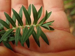 Pimelea tomentosa