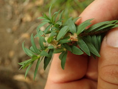 Pimelea tomentosa