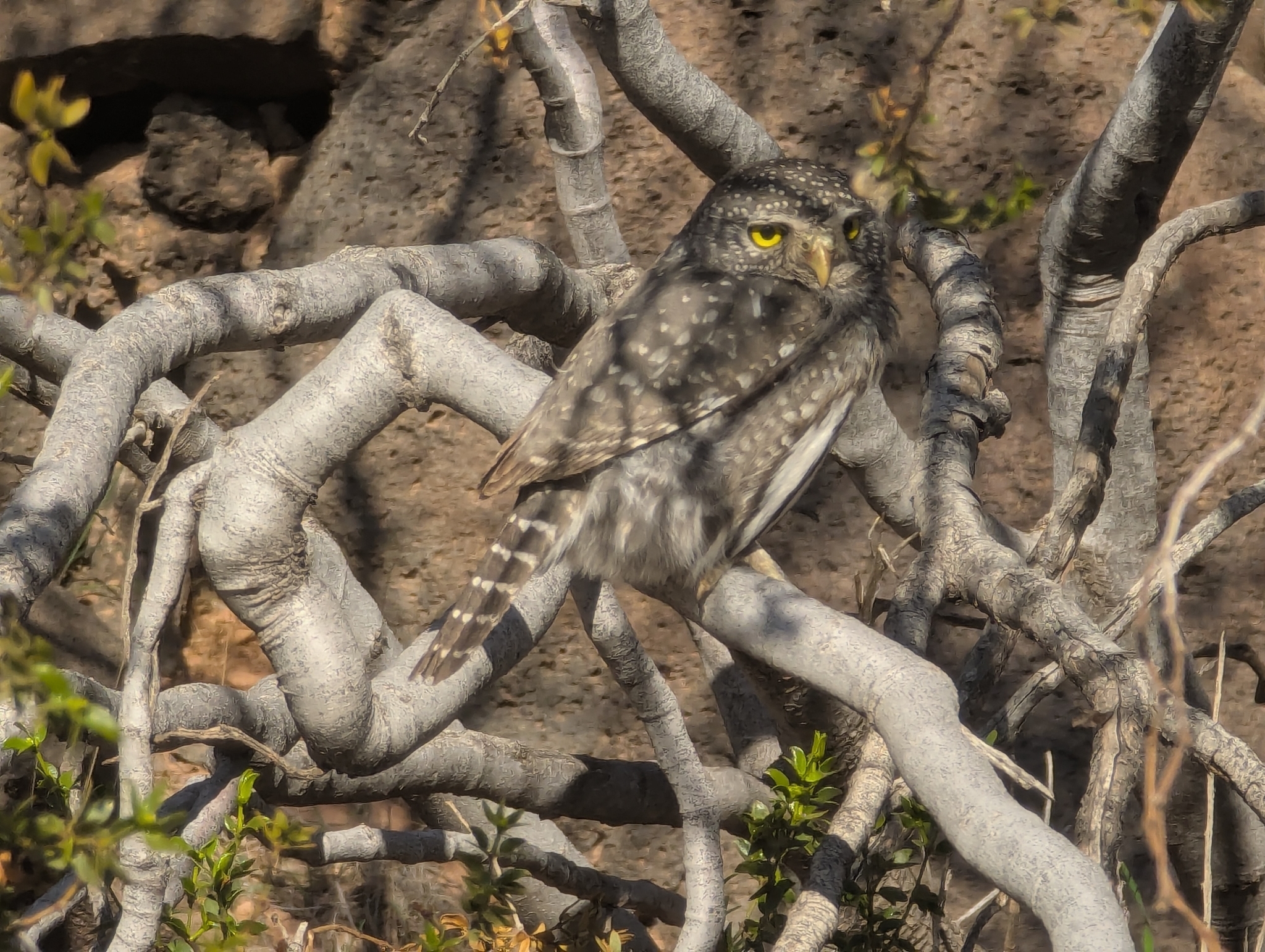 Northern Pygmy Owl (Glaucidium gnoma), photo 2