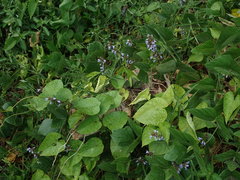 Calopogonium caeruleum