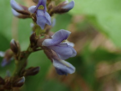 Calopogonium caeruleum