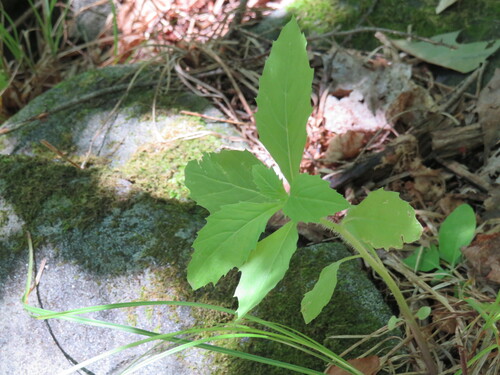 Erechtites hieraciifolius observed 2024-07-12