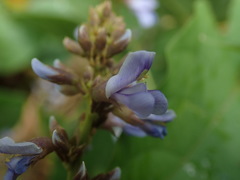 Calopogonium caeruleum