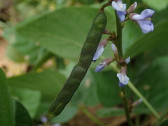 Calopogonium caeruleum