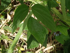 Calopogonium caeruleum