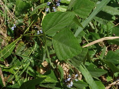Calopogonium caeruleum