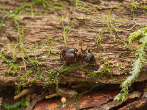 Pheidole anthracina orbaPheidole anthracina orba