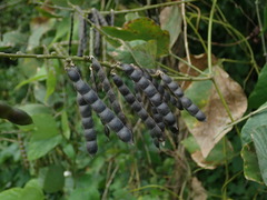 Calopogonium caeruleum