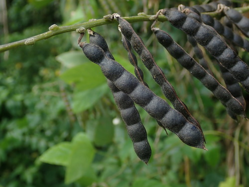 Image of Calopogonium caeruleum by (c) Daniel Cahen, some rights reserved (CC BY)