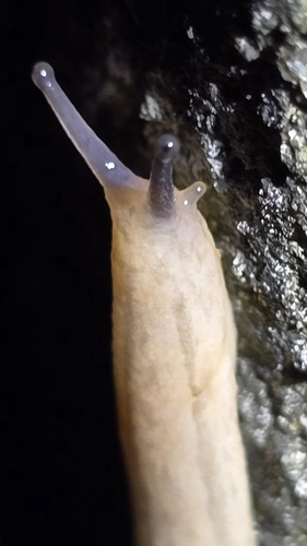 Meghimatium pictum