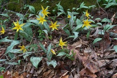 Erythronium rostratum