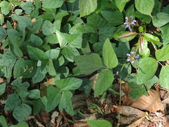 Calopogonium caeruleum