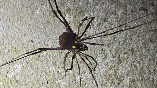 Parampheres pectinatus