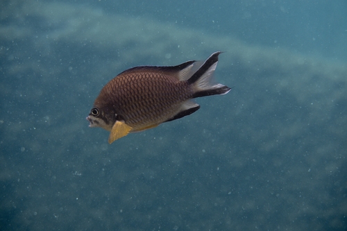 Azores chromis (Chromis limbata) — Pomacentridae