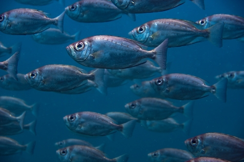 Priacanthus arenatus